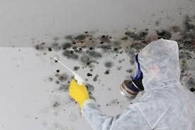 Best Forensic Mold Investigation  in Rome, NY